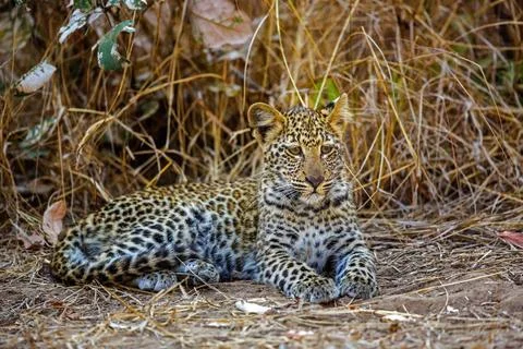 Leopard (Panthera pardus) juvenil, Ruhephase, Afrika, Sambia, McPKST McPHO... Stock Photos
