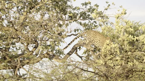 Leopard (Panthera pardus) juvenile, jumping and playing in a tree, Namibia Stock Footage 312365366