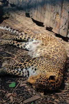 Leopard, Panthera pardus kotiya, big spotted cat lying on the tree in the nat Foto stock
