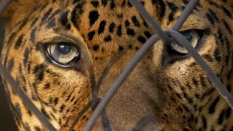 Leopard (Panthera pardus kotyia) face in cage 库存影片 102921252