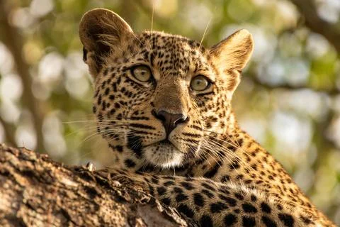 Leopard, Panthera pardus, leopard cub lying in a tree. 스톡 사진