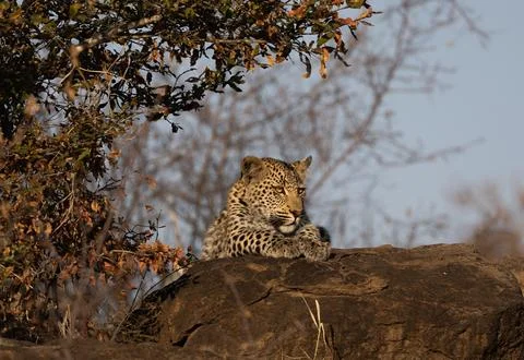 Leopard, Panthera pardus, leopard cub lying on a boulder. Stock Photos