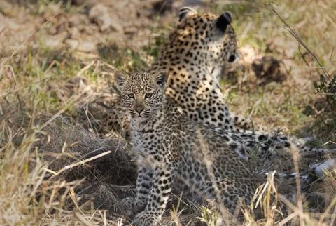 Leopard, Panthera pardus, leopard cub sitting in tall grass, direct gaze. 스톡 사진