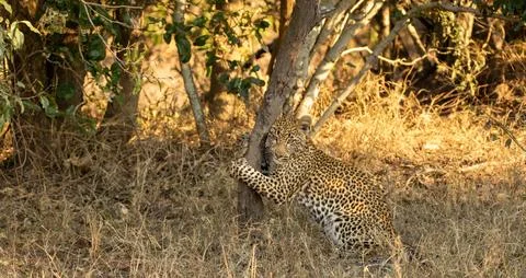 Leopard, Panthera pardus, Leopard cub playfully hugging a small tree trunk .. Stock Photos