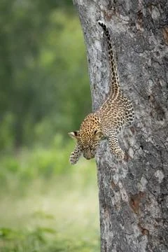 Leopard, Panthera pardus, Leopard cub in mid-air jumping down from the vert.. Stock Photos