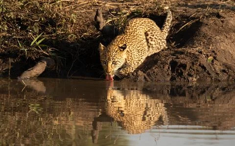 Leopard, Panthera pardus, Leopard cub drinking with a clear reflection in t.. Foto stock
