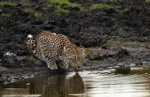 Leopard, Panthera pardus, leopard drinking from a waterhole. 스톡 사진