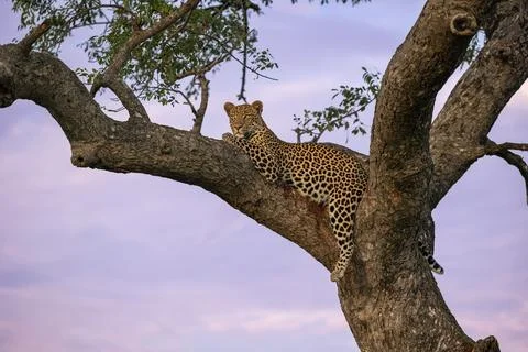 Leopard, Panthera pardus, Leopard lying along a thick branch of a marula tr.. Stock Photos