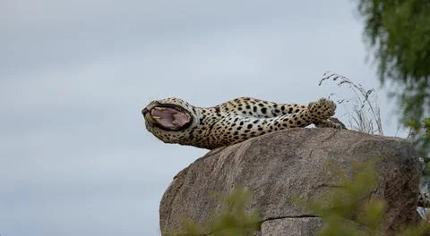 Leopard, Panthera pardus, Leopard lying on its back on a large rock with it.. Stock Photos