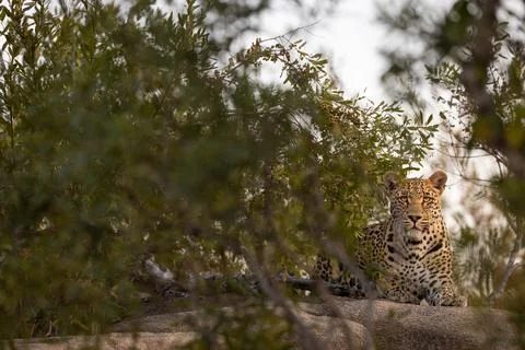 Leopard, Panthera pardus, Leopard resting on a large grey boulder, partiall.. Stock Photos