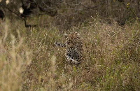 Leopard, Panthera pardus, leopard walking through tall grass. Stock Photos