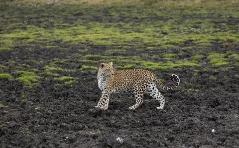 Leopard, Panthera pardus, leopard walking through a muddy patch. 스톡 사진
