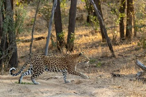 Leopard, Panthera pardus, Leopard walking across a sandy track in dappled a.. Foto stock