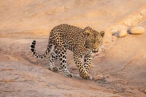 Leopard, Panthera pardus, Leopard walking across a large, flat rock formati.. Stock Photos