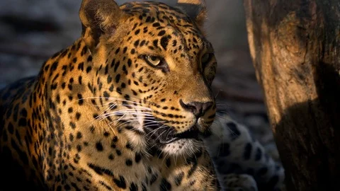 Leopard (Panthera pardus) licking its paw hygiene Stock-Footage 101403527