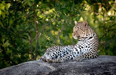 A leopard, Panthera pardus, lies down on a boulder, head upright, looking out of Stock Photos
