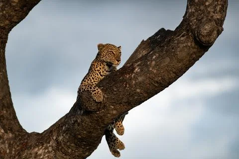 A leopard, Panthera pardus, lies down in the fork of a tree and gazes out i.. Stock Photos