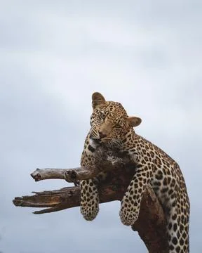 A leopard, Panthera pardus, lies down on a dead tree and chews on the branch Stock Photos