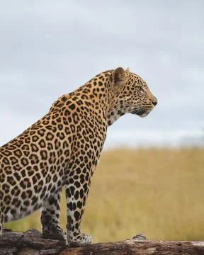 A leopard, Panthera pardus, lies down on the ground and looks up Foto stock