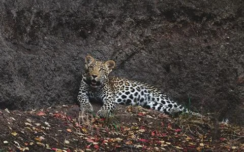 A leopard, Panthera pardus, lies down on the ground and looks up Foto stock