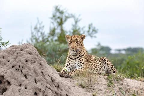 A leopard, Panthera pardus, lies next to a termite mound, looking out of fram Stock Photos