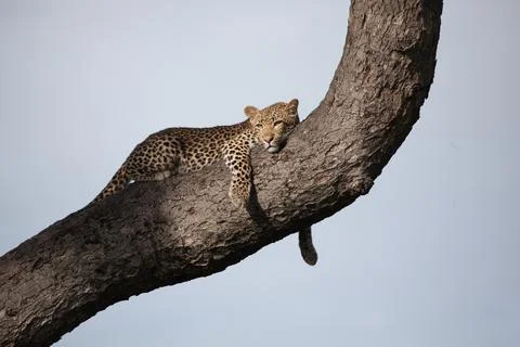 A leopard, Panthera pardus, lies on a tree trunk, blue sky background Foto stock
