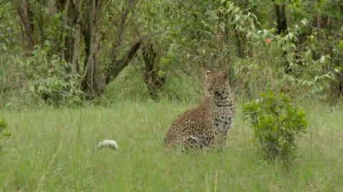 Leopard (Panthera pardus) looking around while sitting in grass. Lock shot in Stock Footage 69204032