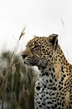 Leopard, Panthera pardus, looking out, close up. Stock Photos