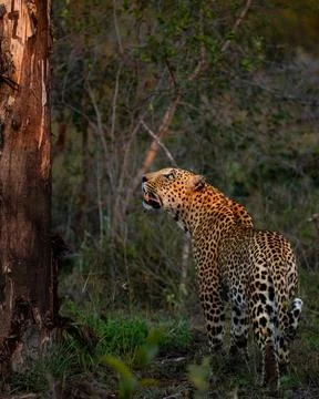 A leopard, Panthera pardus, looking up at a tree. Foto stock