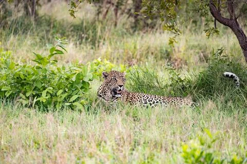 A leopard, Panthera pardus, lying down in grass. Stock Photos