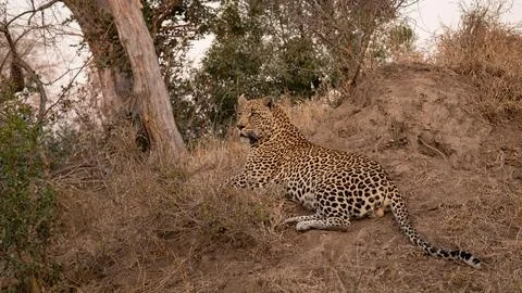Leopard, Panthera pardus, lying down on a mound. Stock Photos