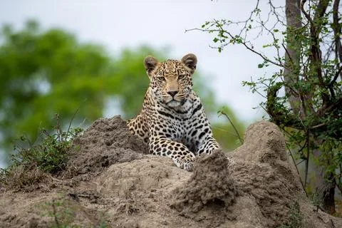 A leopard, Panthera pardus, lying down on a termite mound. Foto stock