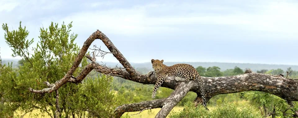 Leopard, Panthera pardus, lying on a fallen marula tree with landscape behind Stock Photos