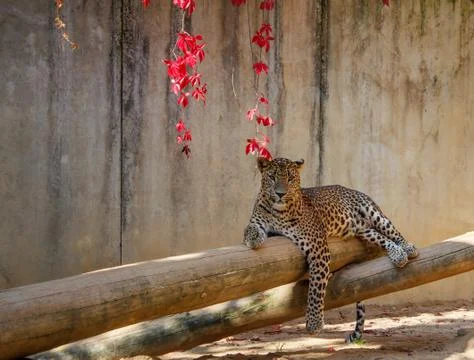 Leopard (panthera pardus) lying on the tree Foto stock