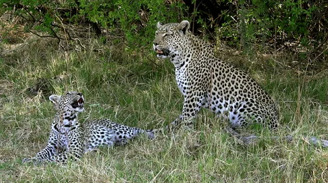 Leopard, panthera pardus, Mother with Cub, Moremi Reserve, Okavango Delta Stock Footage