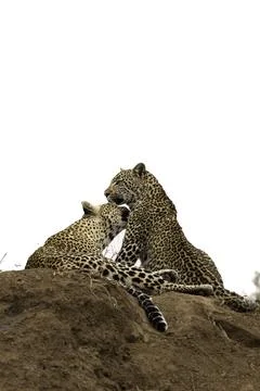 A leopard, Panthera Pardus, on a mound with her cub. Foto stock