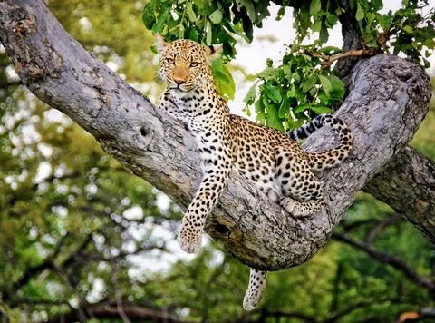 Leopard (Panthera pardus) Okavango Delta, Botswana Stock Photos