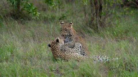 Leopard, Panthera pardus, Pair. One leopard lies on a thick tree branch whi.. Stock Photos