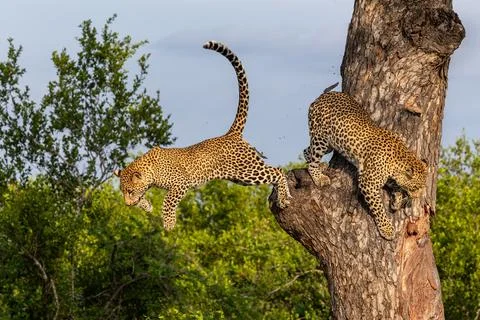 Leopard, Panthera pardus, Pair. One leopard leaping through the air from a .. Stock Photos
