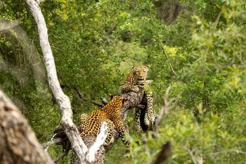 Leopard, Panthera pardus, Pair. Two leopards interacting in the branches of.. Stock Photos