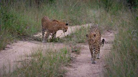 Leopard, Panthera pardus, Pair. Two leopards walking on a sandy track in op.. Stock Photos
