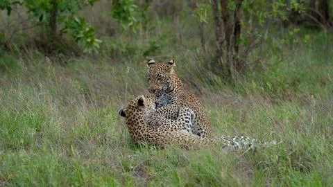 Leopard, Panthera pardus, Pair. Two leopards interacting or playing in thic.. Stock Photos