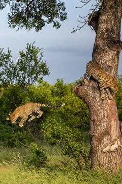 Leopard, Panthera pardus, Pair. A young male leopard mid-air during a jump .. Stock Photos
