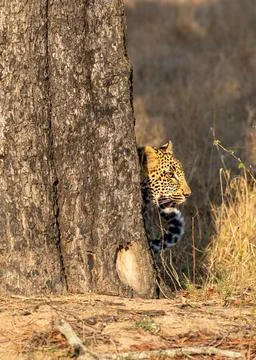 Leopard, Panthera pardus, peaking out from behind a tree. Stock Photos