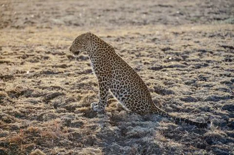 Leopard (Panthera pardus) Foto stock
