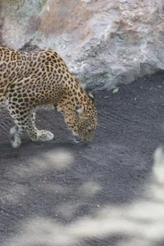 Leopard - Panthera pardus Stock Photos