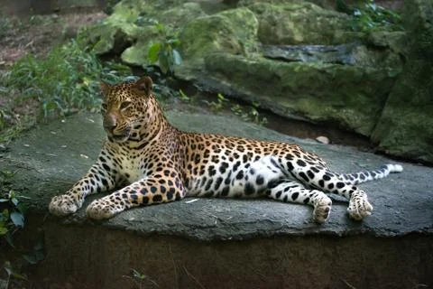 Leopard ( Panthera pardus ) 스톡 사진