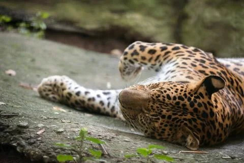 Leopard ( Panthera pardus ) Foto stock