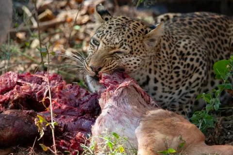 Leopard (Panthera pardus) Stock Photos