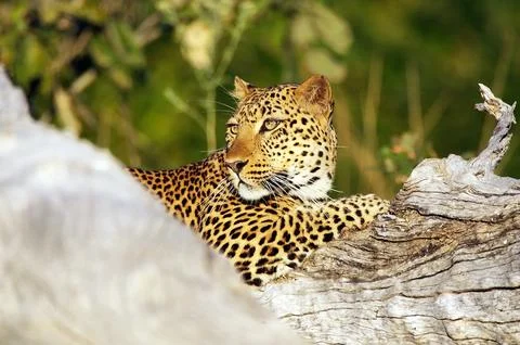 Leopard (Panthera pardus) Stock Photos